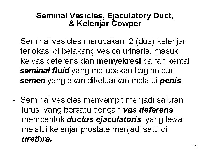 Seminal Vesicles, Ejaculatory Duct, & Kelenjar Cowper Seminal vesicles merupakan 2 (dua) kelenjar terlokasi