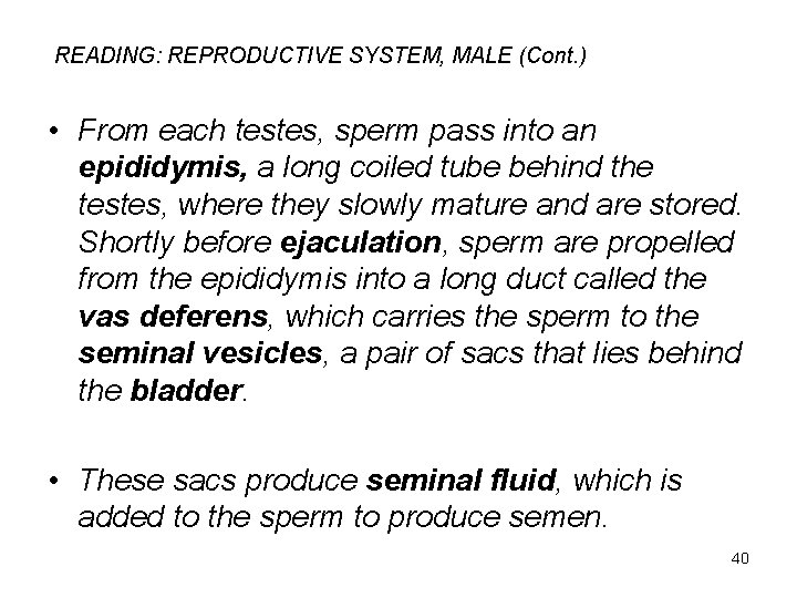 READING: REPRODUCTIVE SYSTEM, MALE (Cont. ) • From each testes, sperm pass into an