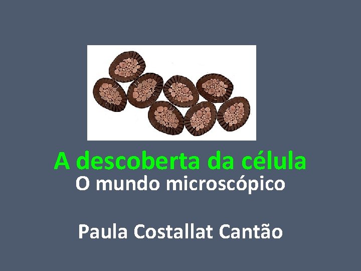 A descoberta da célula O mundo microscópico Paula Costallat Cantão 