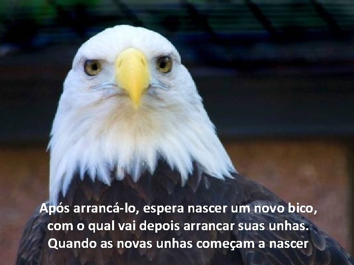 Após arrancá-lo, espera nascer um novo bico, com o qual vai depois arrancar suas