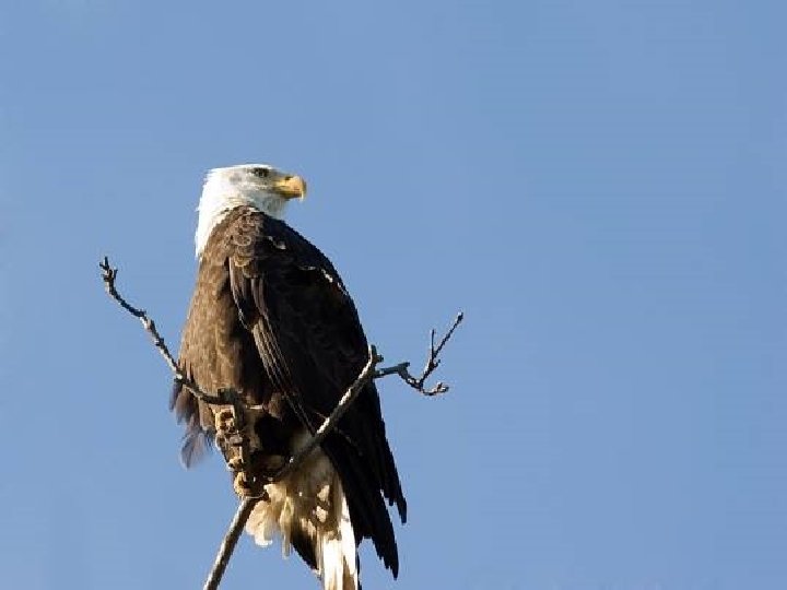 Mas para chegar a essa idade, aos quarenta anos ela tem que tomar uma