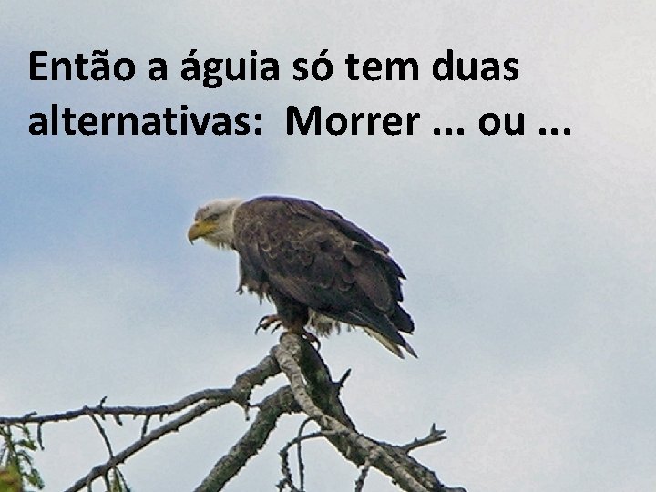 Então a águia só tem duas alternativas: Morrer. . . ou. . . 