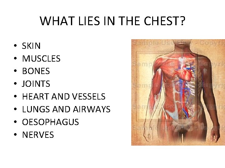WHAT LIES IN THE CHEST? • • SKIN MUSCLES BONES JOINTS HEART AND VESSELS