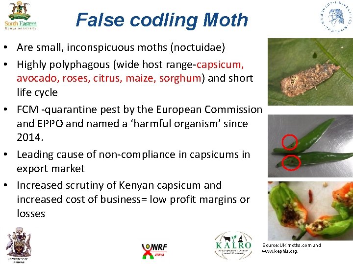 False codling Moth • Are small, inconspicuous moths (noctuidae) • Highly polyphagous (wide host