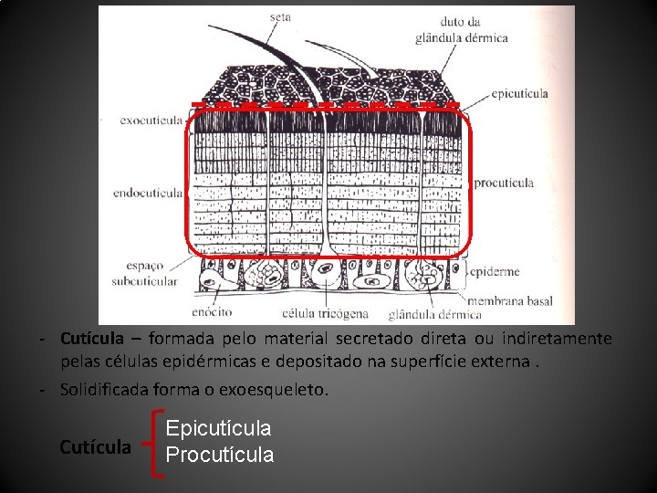 - Cutícula – formada pelo material secretado direta ou indiretamente pelas células epidérmicas e