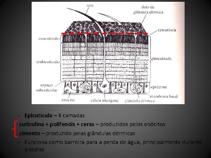 - Epicutícula – 4 camadas cuticulina + polifenóis + ceras – produzidos pelos enócitos