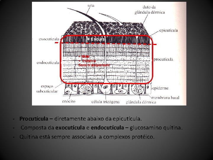 + Escura + Mole + Elástica Semi-transparente - Procutícula – diretamente abaixo da epicutícula.