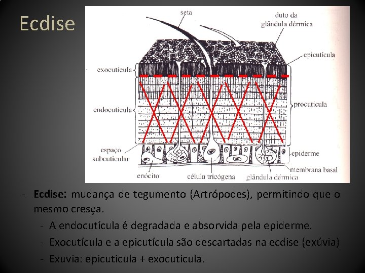 Ecdise - Ecdise: mudança de tegumento (Artrópodes), permitindo que o mesmo cresça. - A