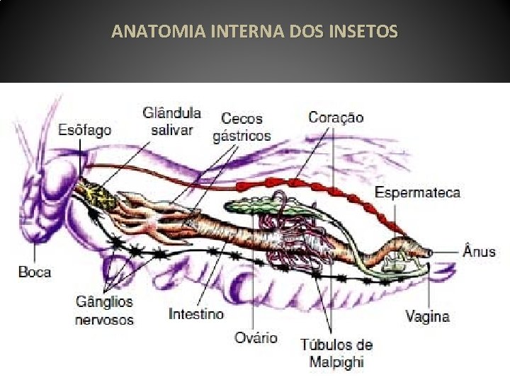ANATOMIA INTERNA DOS INSETOS Estomodeu mesêntero Proctodeu 