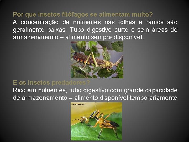 Por que insetos fitófagos se alimentam muito? A concentração de nutrientes nas folhas e