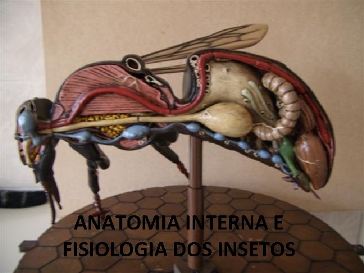 ANATOMIA INTERNA E FISIOLOGIA DOS INSETOS 