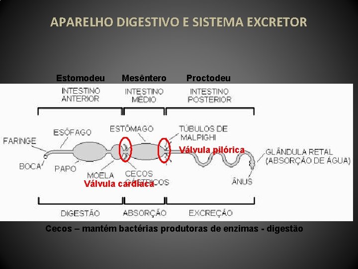 APARELHO DIGESTIVO E SISTEMA EXCRETOR Estomodeu Mesêntero Proctodeu Válvula pilórica Válvula cardíaca Cecos –