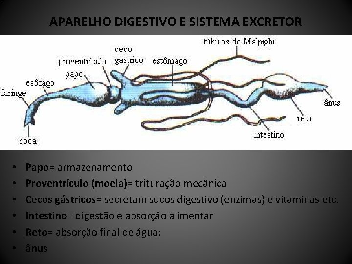 APARELHO DIGESTIVO E SISTEMA EXCRETOR • • • Papo= armazenamento Proventrículo (moela)= trituração mecânica