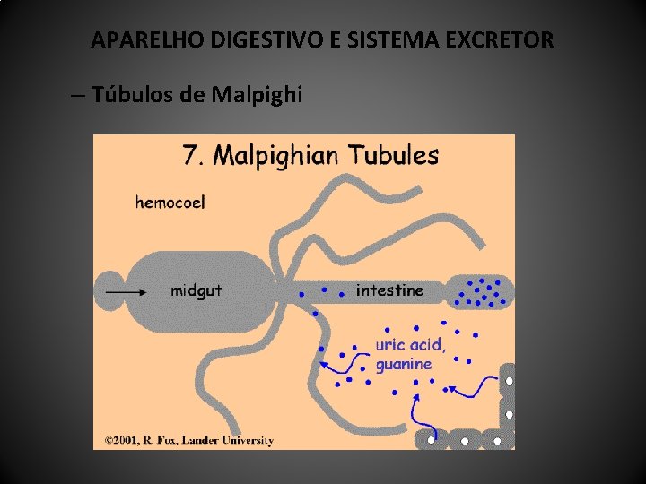 APARELHO DIGESTIVO E SISTEMA EXCRETOR – Túbulos de Malpighi 