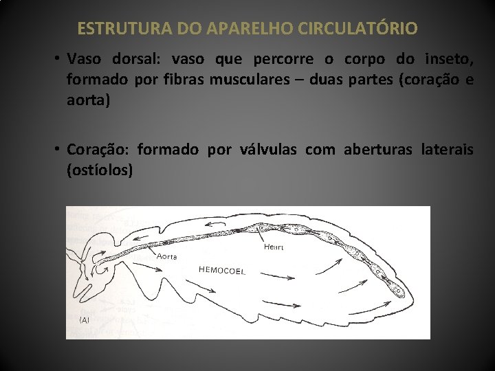 ESTRUTURA DO APARELHO CIRCULATÓRIO • Vaso dorsal: vaso que percorre o corpo do inseto,