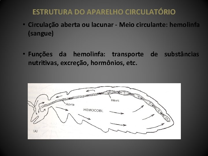 ESTRUTURA DO APARELHO CIRCULATÓRIO • Circulação aberta ou lacunar - Meio circulante: hemolinfa (sangue)