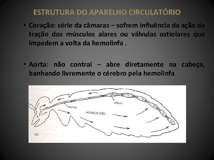 ESTRUTURA DO APARELHO CIRCULATÓRIO • Coração: série da câmaras – sofrem influência da ação