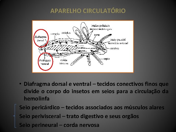 APARELHO CIRCULATÓRIO • Diafragma dorsal e ventral – tecidos conectivos finos que divide o