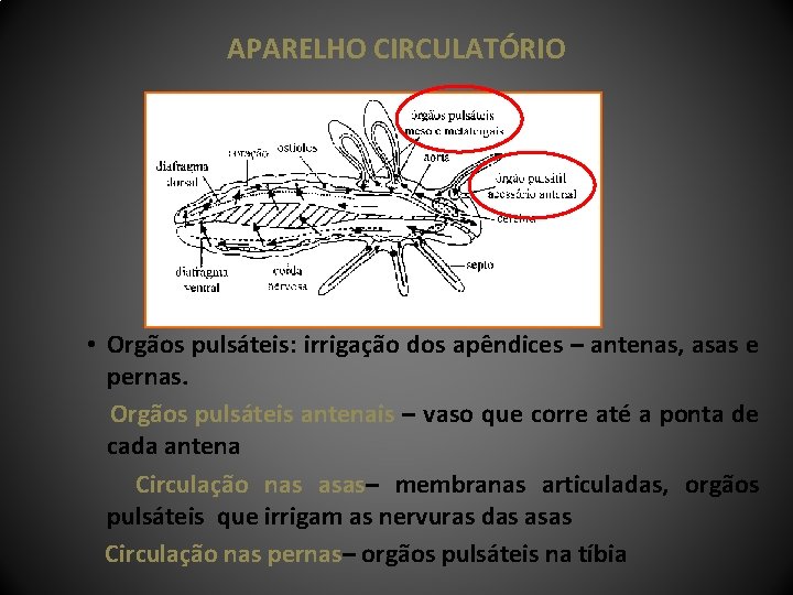 APARELHO CIRCULATÓRIO • Orgãos pulsáteis: irrigação dos apêndices – antenas, asas e pernas. Orgãos