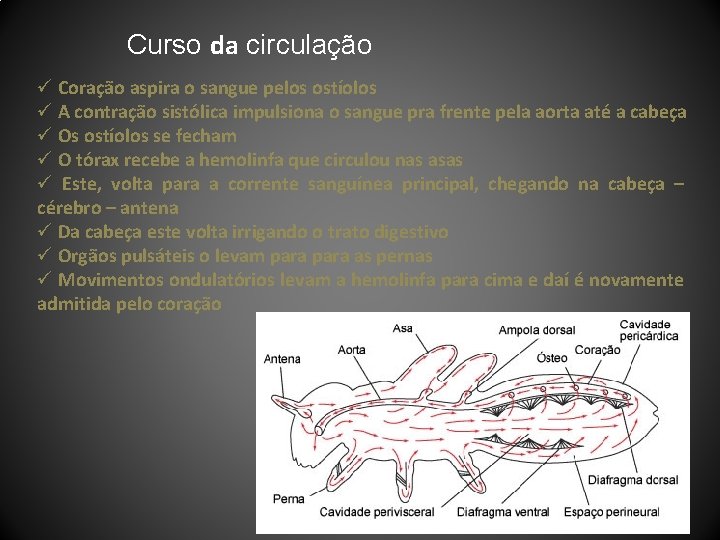 Curso da circulação ü Coração aspira o sangue pelos ostíolos ü A contração sistólica