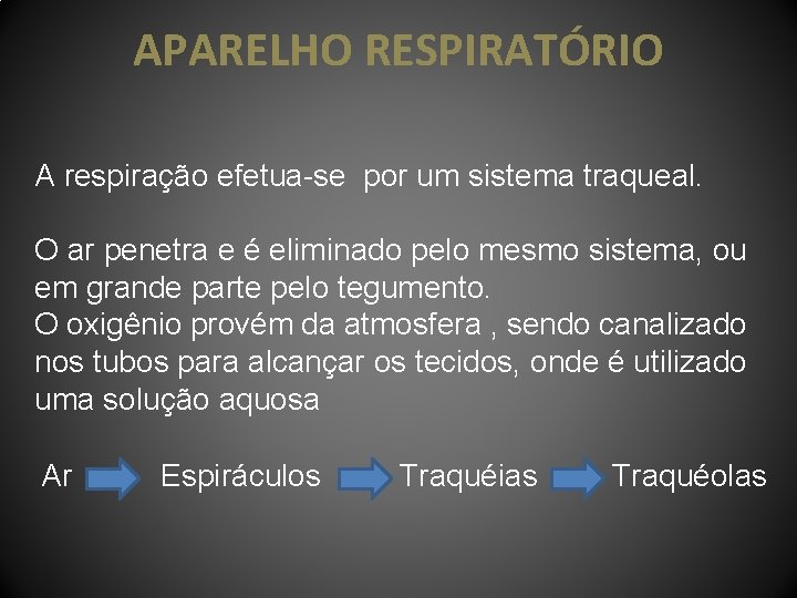 APARELHO RESPIRATÓRIO A respiração efetua-se por um sistema traqueal. O ar penetra e é