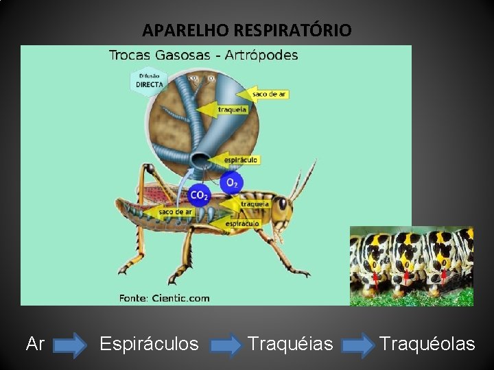 APARELHO RESPIRATÓRIO Ar Espiráculos Traquéias Traquéolas 