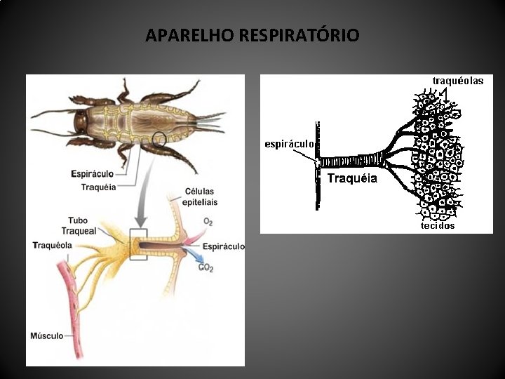 APARELHO RESPIRATÓRIO 