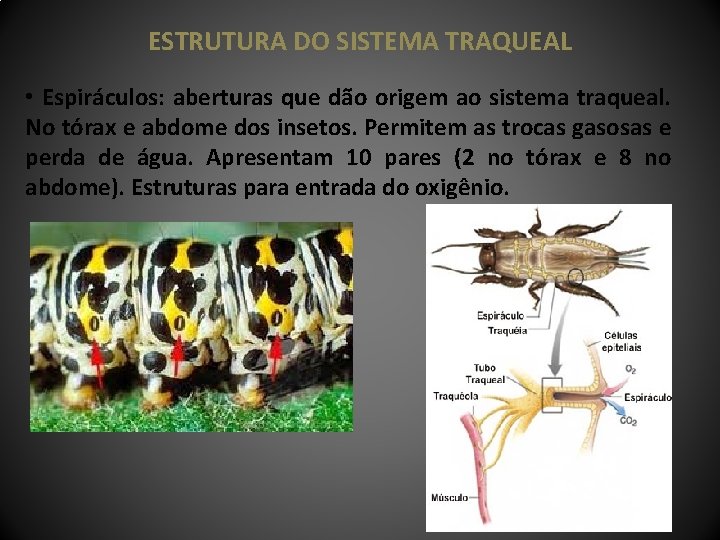 ESTRUTURA DO SISTEMA TRAQUEAL • Espiráculos: aberturas que dão origem ao sistema traqueal. No