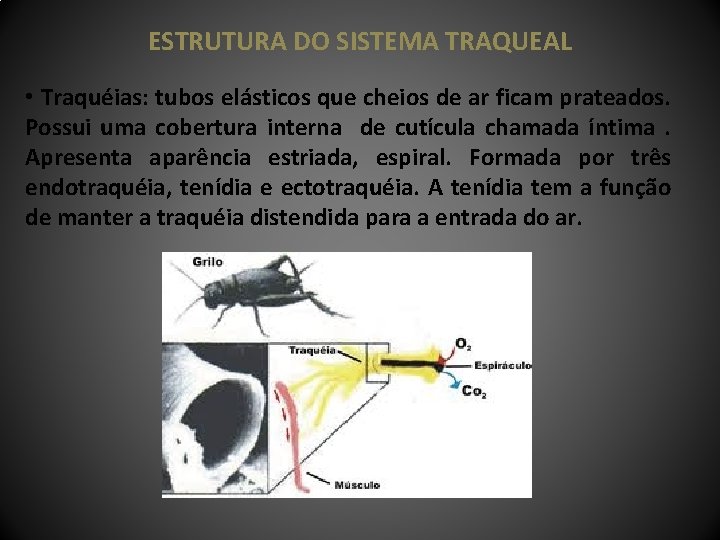 ESTRUTURA DO SISTEMA TRAQUEAL • Traquéias: tubos elásticos que cheios de ar ficam prateados.