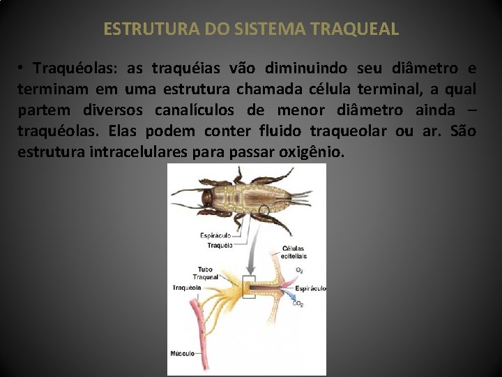 ESTRUTURA DO SISTEMA TRAQUEAL • Traquéolas: as traquéias vão diminuindo seu diâmetro e terminam