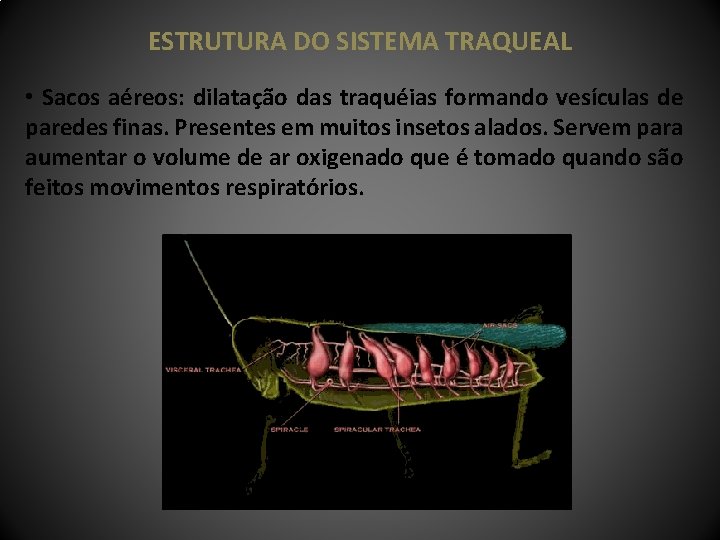 ESTRUTURA DO SISTEMA TRAQUEAL • Sacos aéreos: dilatação das traquéias formando vesículas de paredes