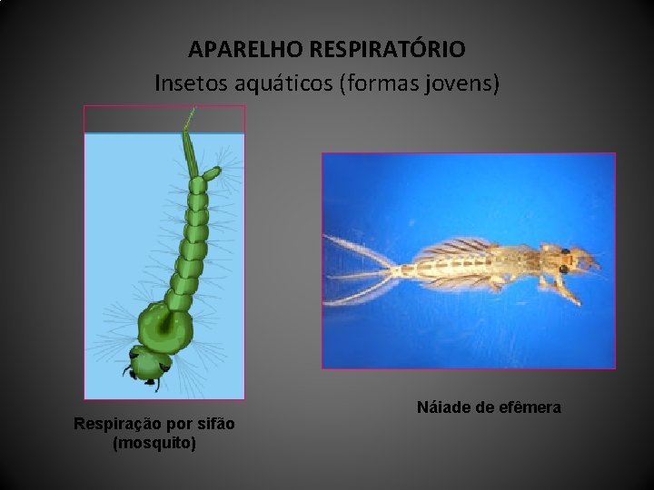 APARELHO RESPIRATÓRIO Insetos aquáticos (formas jovens) Respiração por sifão (mosquito) Náiade de efêmera 