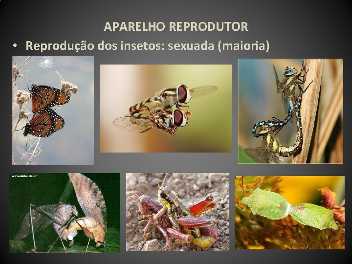APARELHO REPRODUTOR • Reprodução dos insetos: sexuada (maioria) 