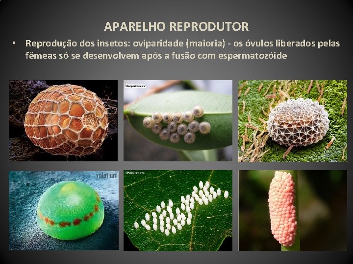 APARELHO REPRODUTOR • Reprodução dos insetos: oviparidade (maioria) - os óvulos liberados pelas fêmeas
