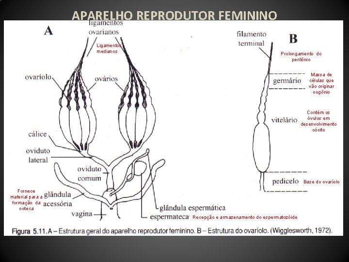APARELHO REPRODUTOR FEMININO Ligamentos medianos Prolongamento do peritônio Massa de células que vão originar