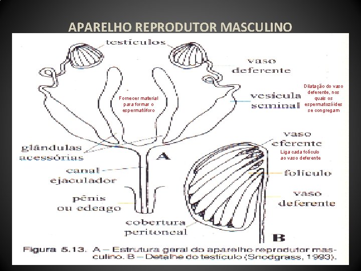 APARELHO REPRODUTOR MASCULINO Fornecer material para formar o espermatóforo Dilatação do vaso deferente, nos