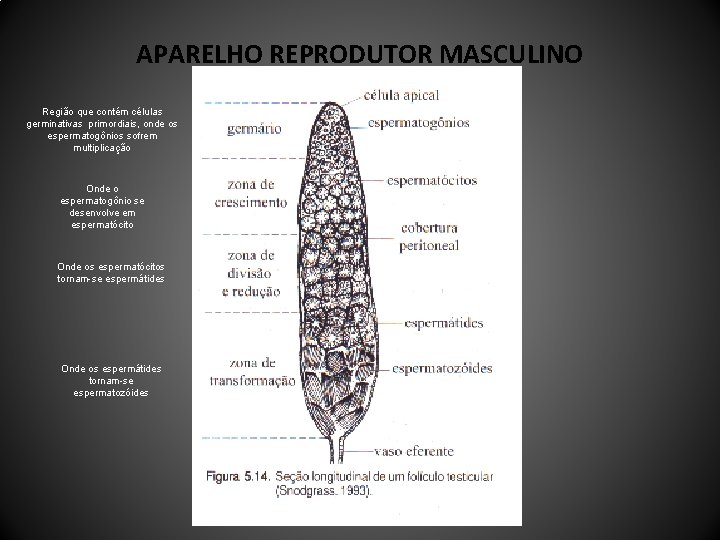 APARELHO REPRODUTOR MASCULINO Região que contém células germinativas primordiais, onde os espermatogônios sofrem multiplicação