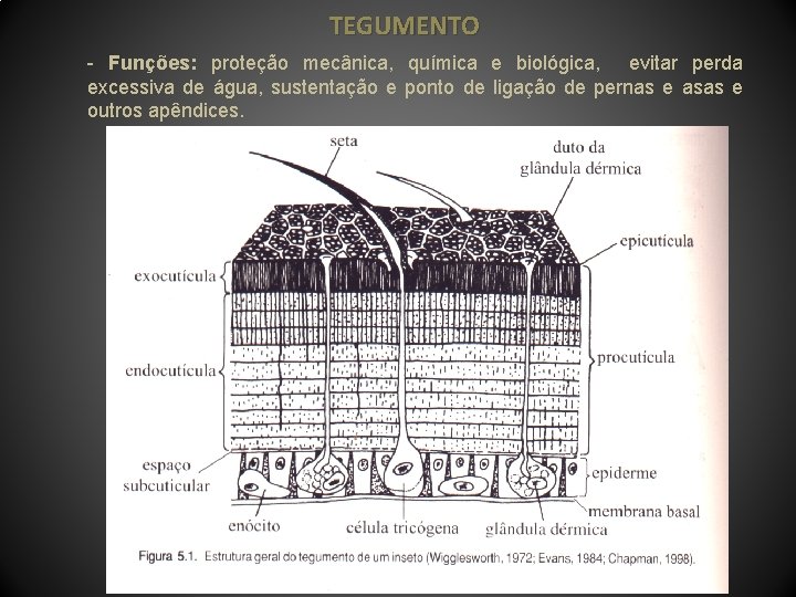 TEGUMENTO - Funções: proteção mecânica, química e biológica, evitar perda excessiva de água, sustentação
