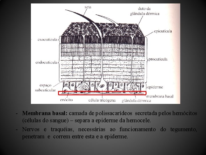 - Membrana basal: camada de polissacarídeos secretada pelos hemócitos (células do sangue) – separa