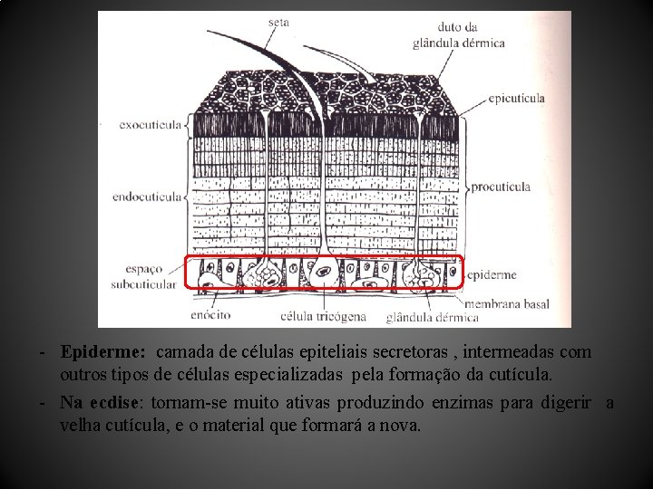 - Epiderme: camada de células epiteliais secretoras , intermeadas com outros tipos de células