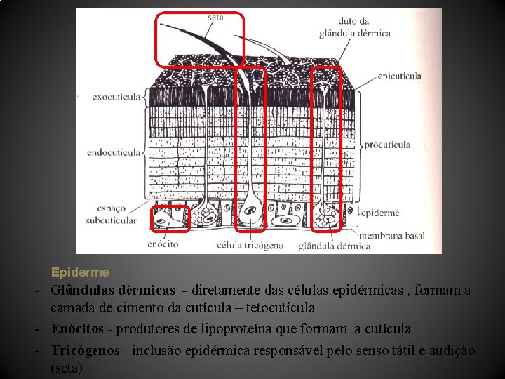 Epiderme - Glândulas dérmicas - diretamente das células epidérmicas , formam a camada de