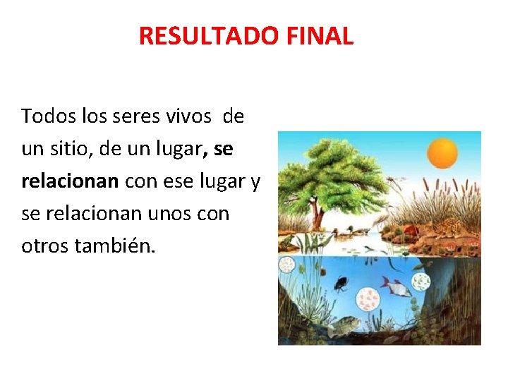 RESULTADO FINAL Todos los seres vivos de un sitio, de un lugar, se relacionan RESULTADO FINAL Todos los seres vivos de un sitio, de un lugar, se relacionan