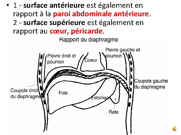 • 1 - surface antérieure est également en rapport à la paroi abdominale • 1 - surface antérieure est également en rapport à la paroi abdominale