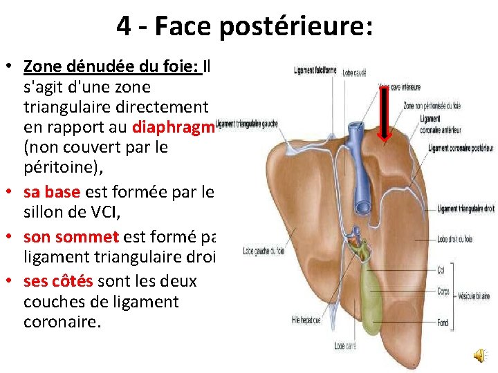 4 - Face postérieure: • Zone dénudée du foie: Il s'agit d'une zone triangulaire 4 - Face postérieure: • Zone dénudée du foie: Il s'agit d'une zone triangulaire