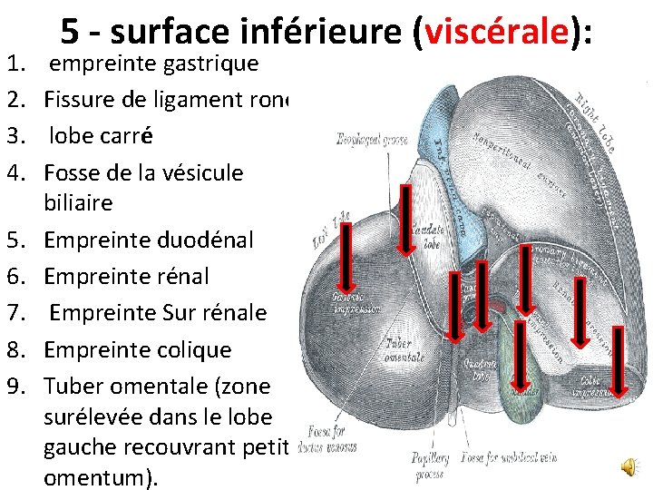 1. 2. 3. 4. 5. 6. 7. 8. 9. 5 - surface inférieure (viscérale): 1. 2. 3. 4. 5. 6. 7. 8. 9. 5 - surface inférieure (viscérale):