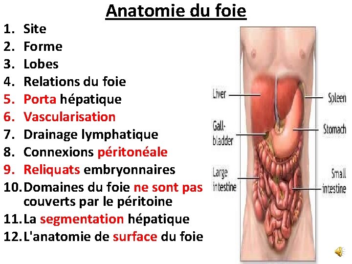 Anatomie du foie 1. Site 2. Forme 3. Lobes 4. Relations du foie 5. Anatomie du foie 1. Site 2. Forme 3. Lobes 4. Relations du foie 5.