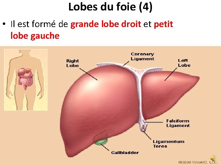 Lobes du foie (4) • Il est formé de grande lobe droit et petit Lobes du foie (4) • Il est formé de grande lobe droit et petit