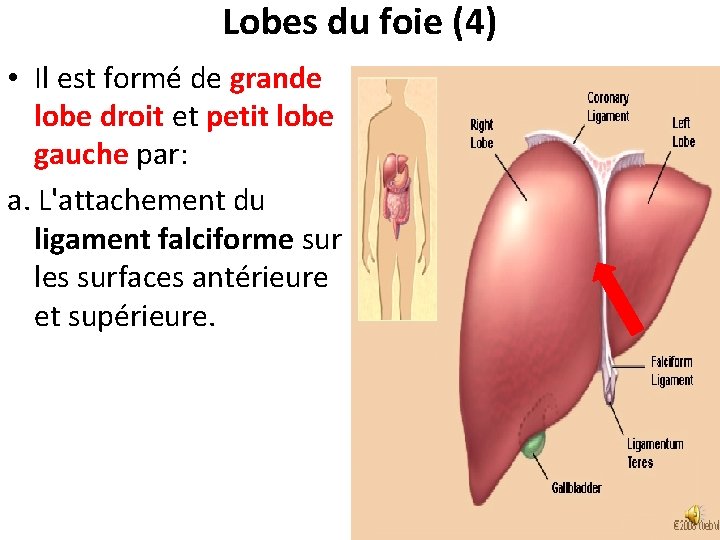 Lobes du foie (4) • Il est formé de grande lobe droit et petit Lobes du foie (4) • Il est formé de grande lobe droit et petit