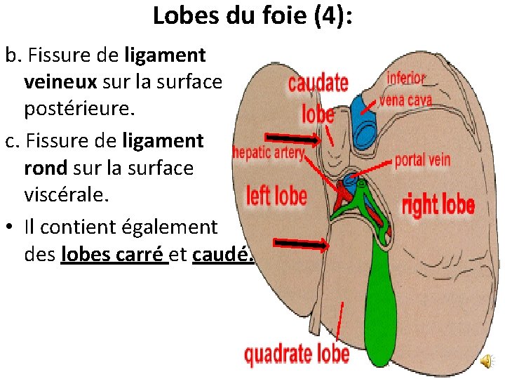 anatomie-du-foie-1-site-2-forme-3