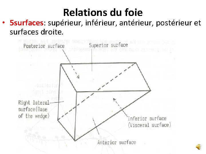 Relations du foie • 5 surfaces: supérieur, inférieur, antérieur, postérieur et surfaces droite. Relations du foie • 5 surfaces: supérieur, inférieur, antérieur, postérieur et surfaces droite.